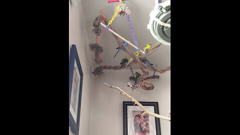 9 Beautiful Budgies
