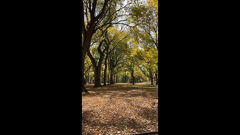 POV Central Park Fall