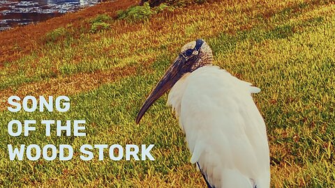Pamela Storch - Song of the Wood Stork (Official Music Video)