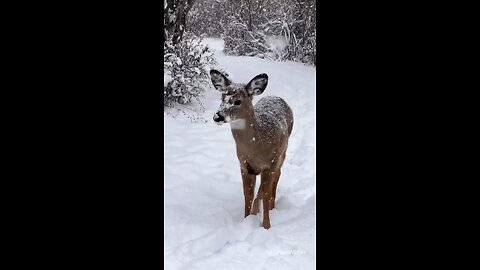 little Deer in the Snowfall