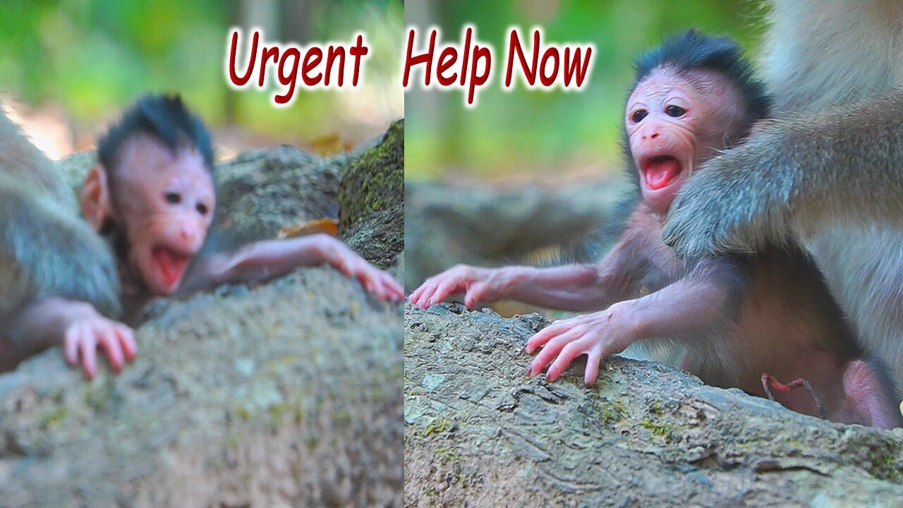 OMG! Newborn Baby AMELIA Crying Badly When Mom Monkey ANNA Dragged Her Tail