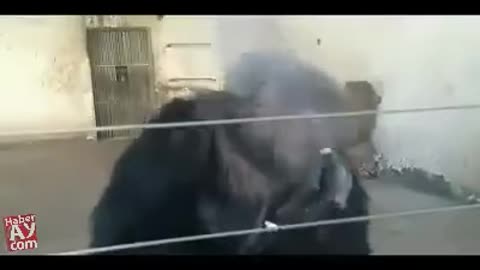 Donkey smoking