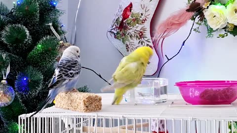 adorable-bath-fun-on-sunday-morning-budgiesshower-parrotbath-parrotbathing-australia