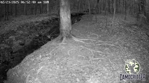 CamoCritter Critter Cam Live Stream