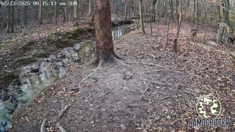 CamoCritter Critter Cam Live Stream