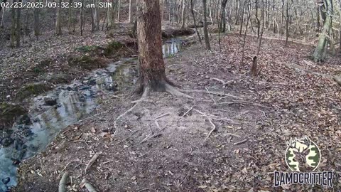 CamoCritter Critter Cam Live Stream