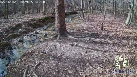 CamoCritter Critter Cam Live Stream