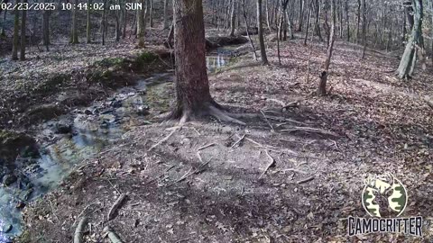 CamoCritter Critter Cam Live Stream