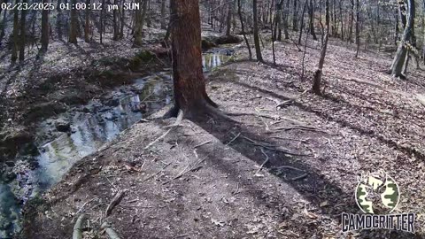 CamoCritter Critter Cam Live Stream