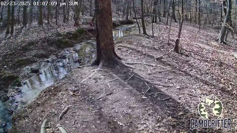 CamoCritter Critter Cam Live Stream