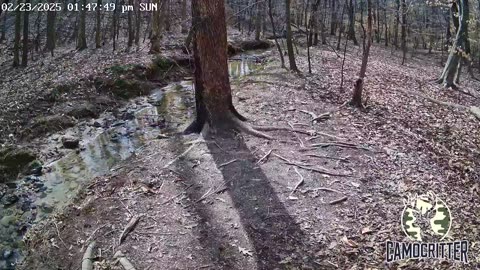 CamoCritter Critter Cam Live Stream