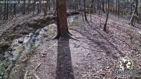 CamoCritter Critter Cam Live Stream