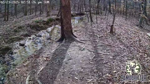 CamoCritter Critter Cam Live Stream