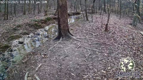 CamoCritter Critter Cam Live Stream