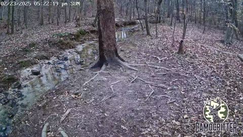 CamoCritter Critter Cam Live Stream