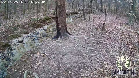 CamoCritter Critter Cam Live Stream