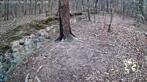 CamoCritter Critter Cam Live Stream