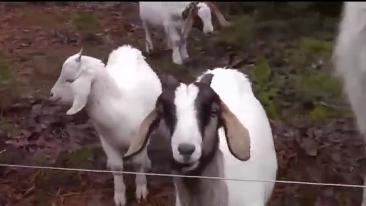 Animals Shocked with Funny Sound Effects!!