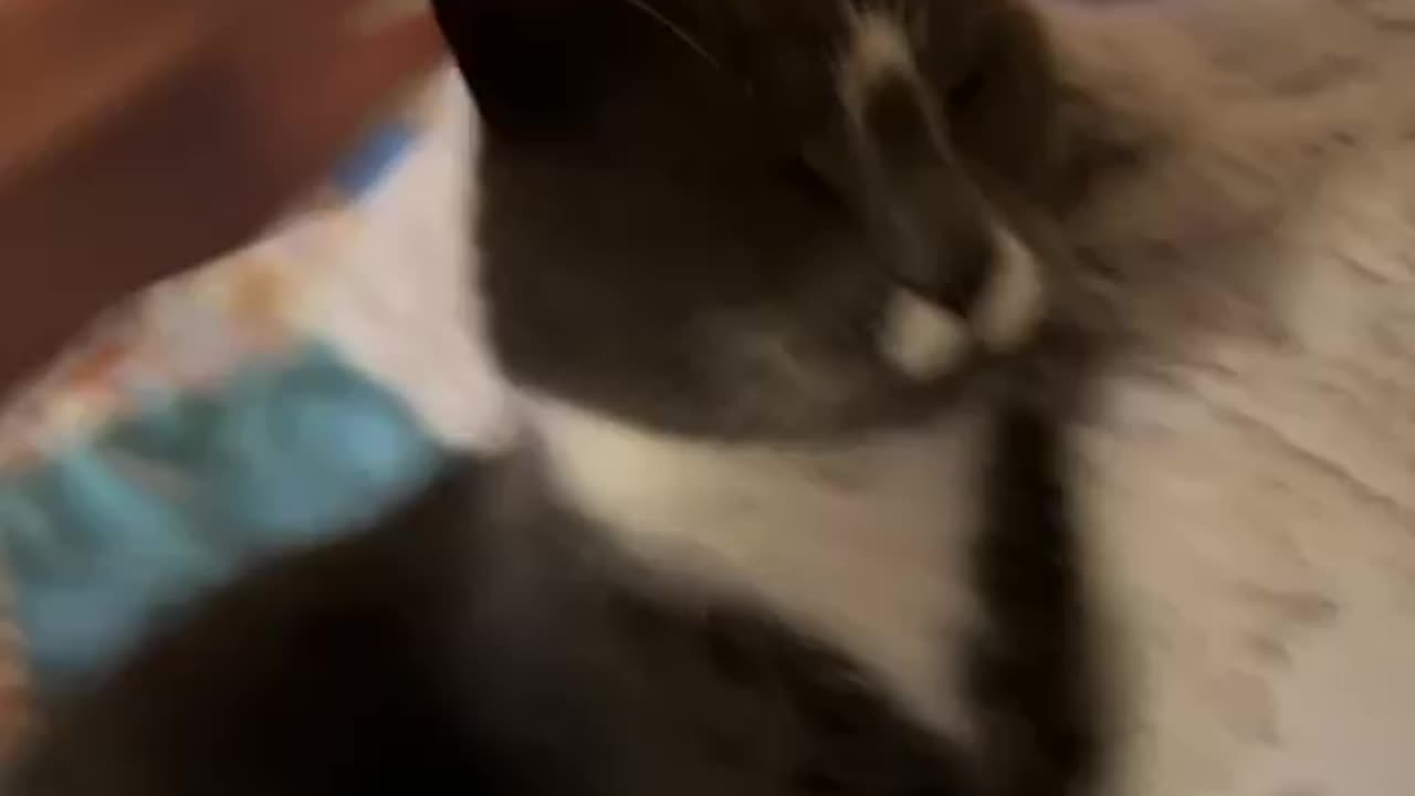 My little Sylvester!🥰🐱🐈⬛