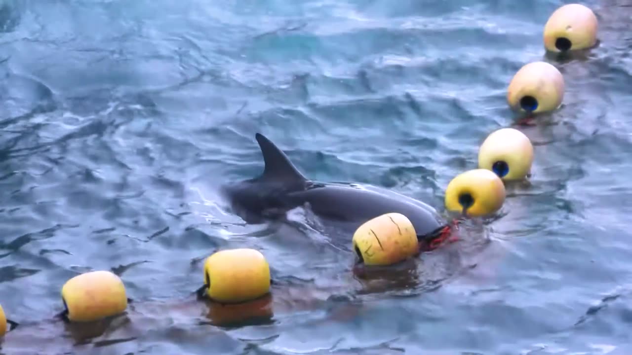 This is japan: Over 50 Striped Dolphins brutal terrorised, manhandled and killed