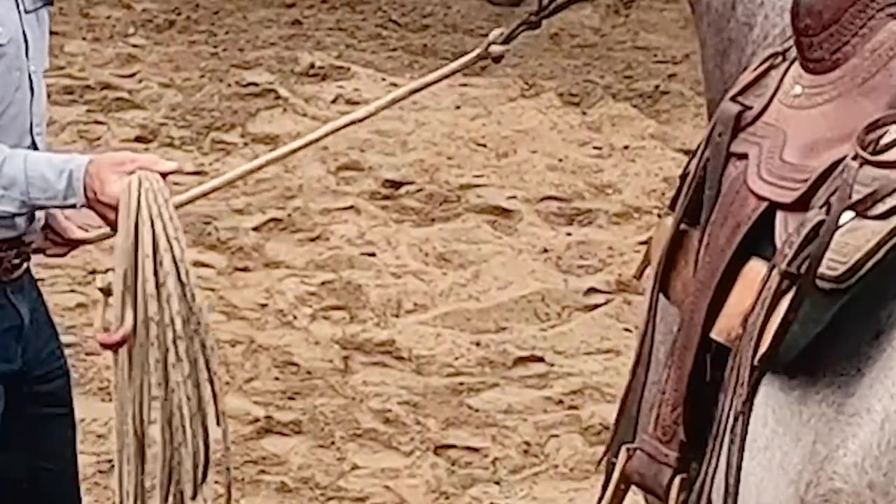 This is how you get a horse to accept a rope.