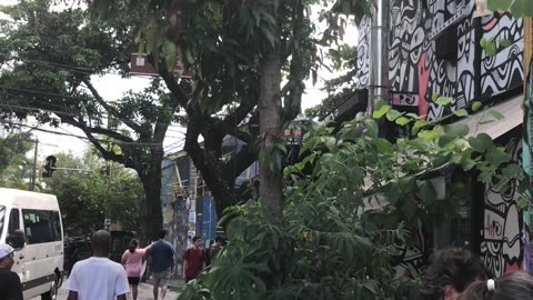 Sao Paulo Mango Trees