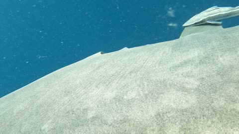 Diver Redirects Approaching Tiger Shark