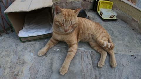 Homeless cat in Ras Al Khaimah, UAE: ED SHEERAN #cat #cats #EdSheeran #emirates #pet #ae #UAE #pets