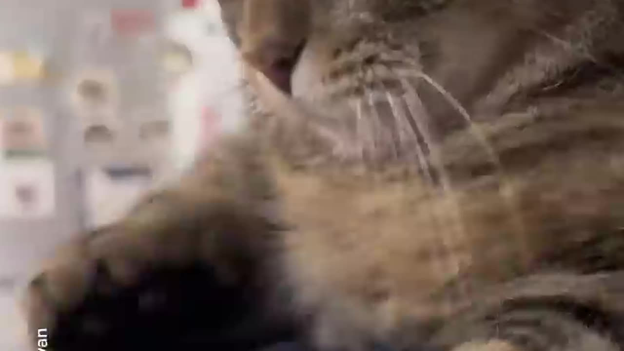 why i adepte cats !!