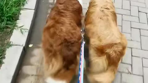 "Adjust the steps; a group of golden retrievers walking in perfect unison."