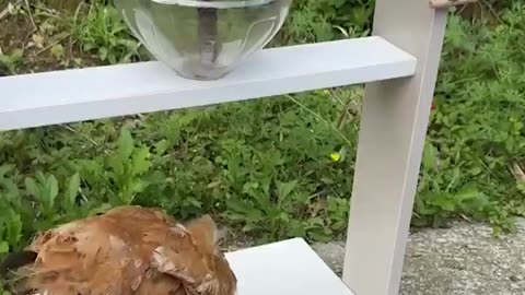 Smart Feeders for Happy Chickens