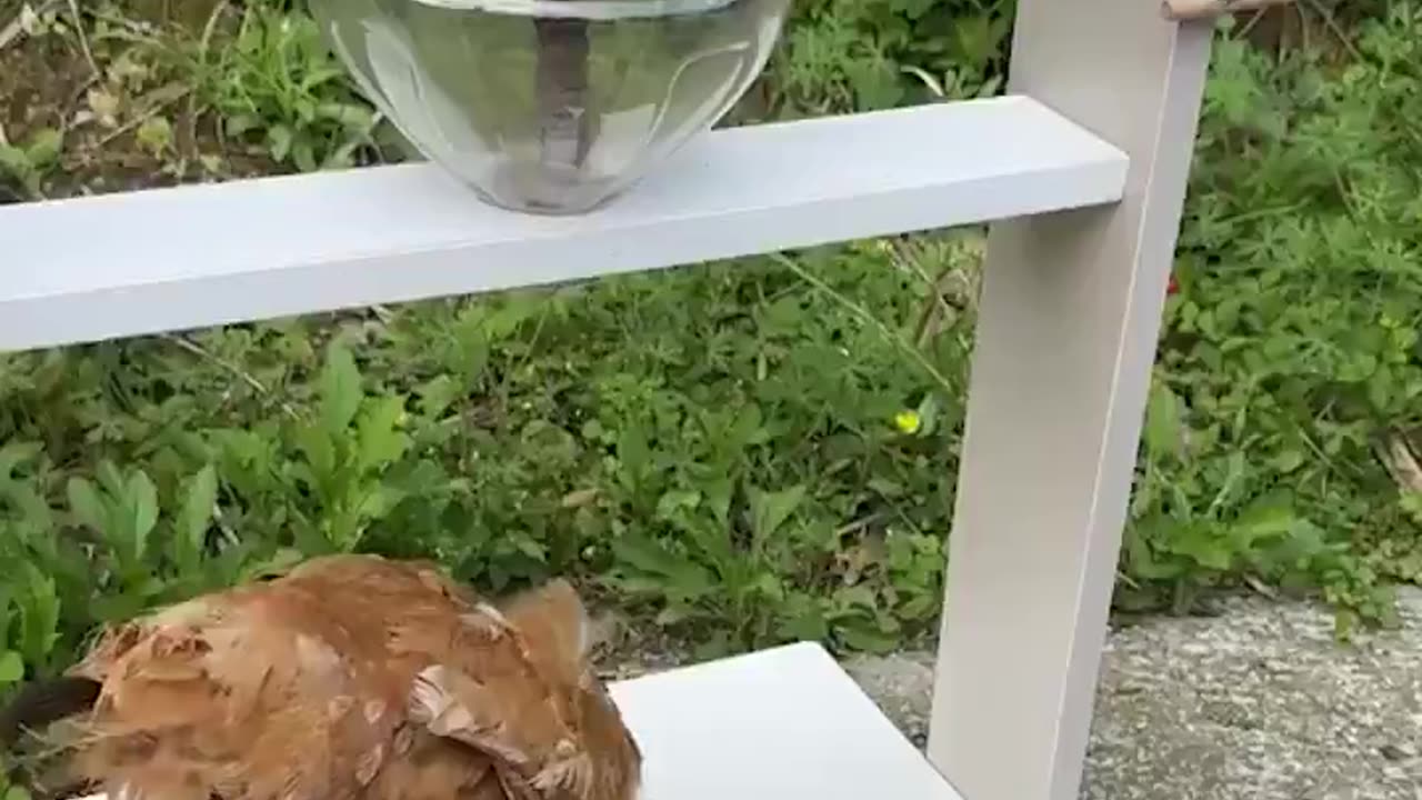 Smart Feeders for Happy Chickens