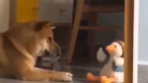 Funny dog and squeaky toy