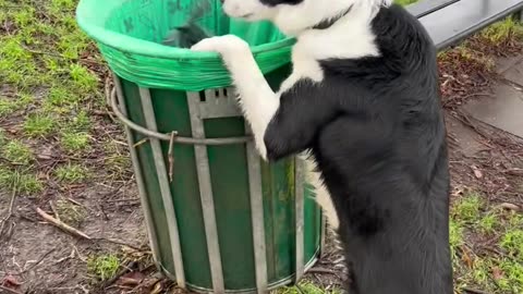 Border Collie Helps Tidy Up Dog Bags