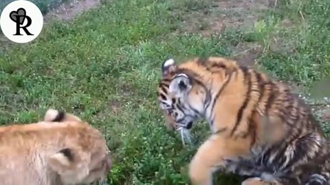 Baby Lion And Tiger Playing