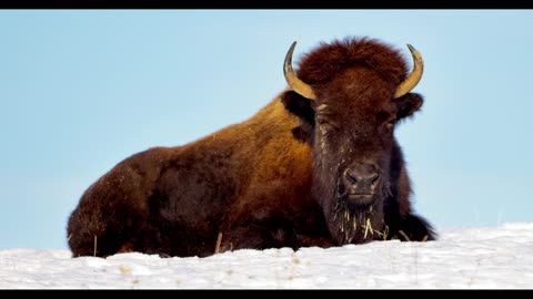 Eastern Washington Buffalo