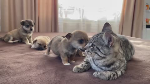 Funny Cat Reaction to Puppies