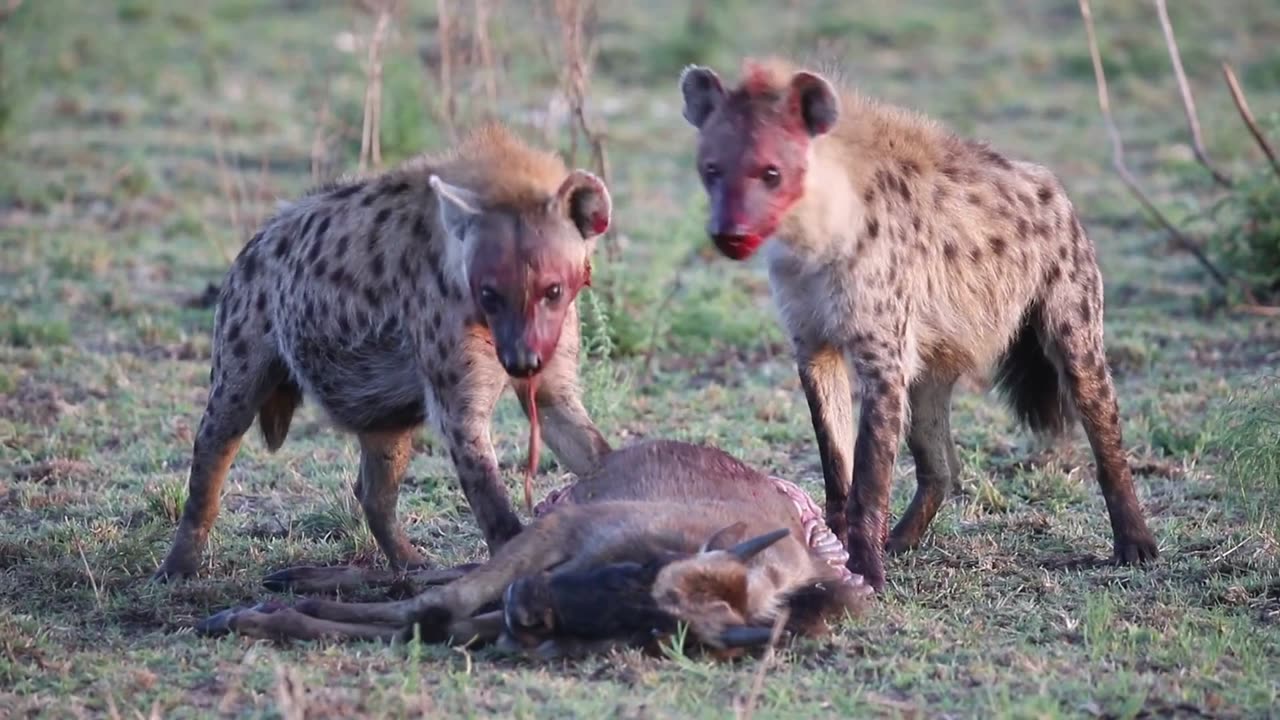 Hyenas Feasting on Wildebeest🦴🐾👀