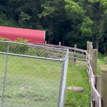 Emma, John Boy, and Spirit 8 June