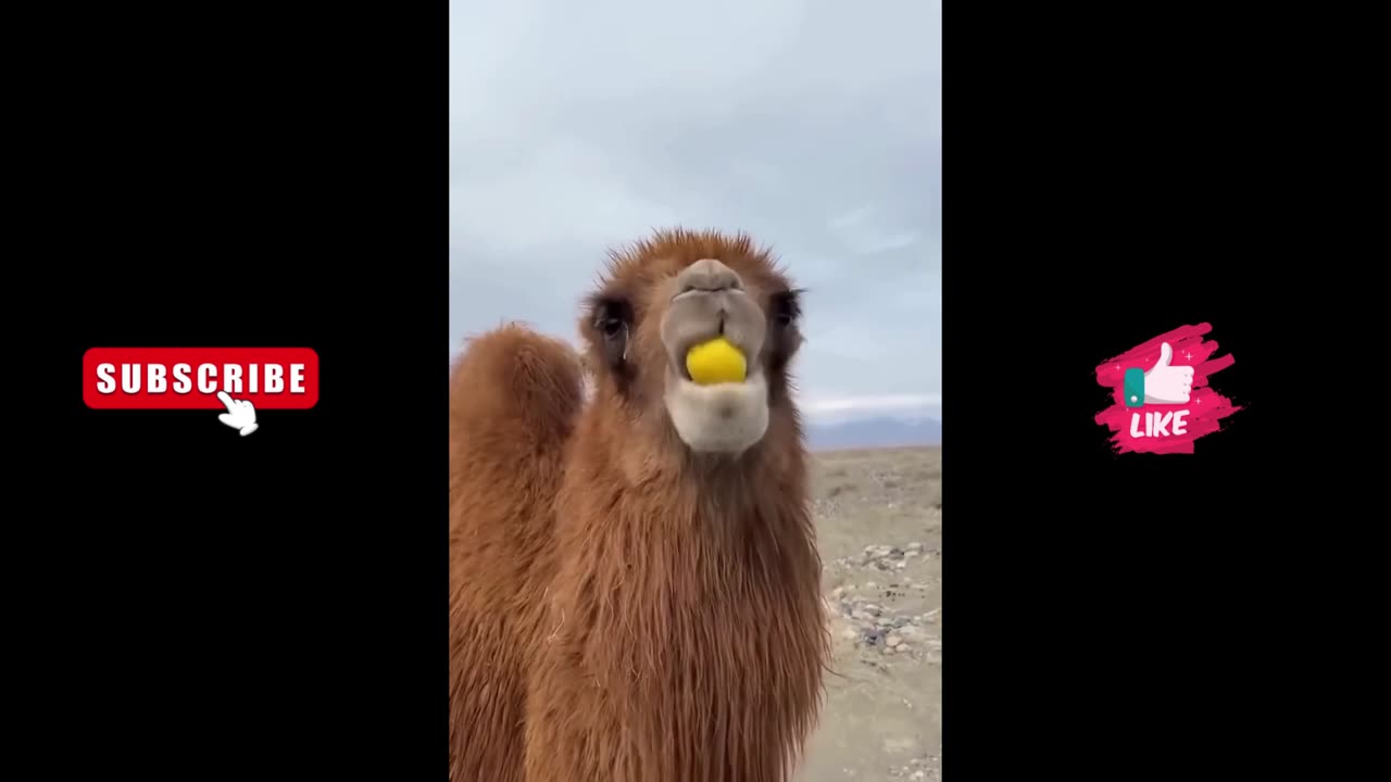 Camel tastes lemon for the first time - Watch his reaction! #FunnyVideos