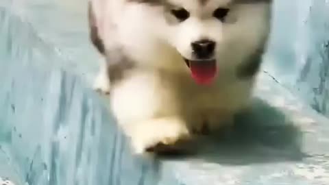 Cute puppy