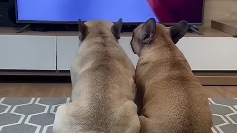 Dogs React to Heartbreaking Moments