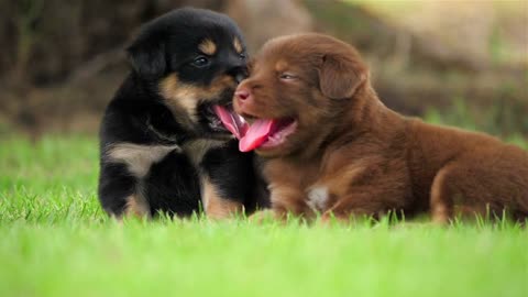 The Cutest Dogs You’ll See Today!