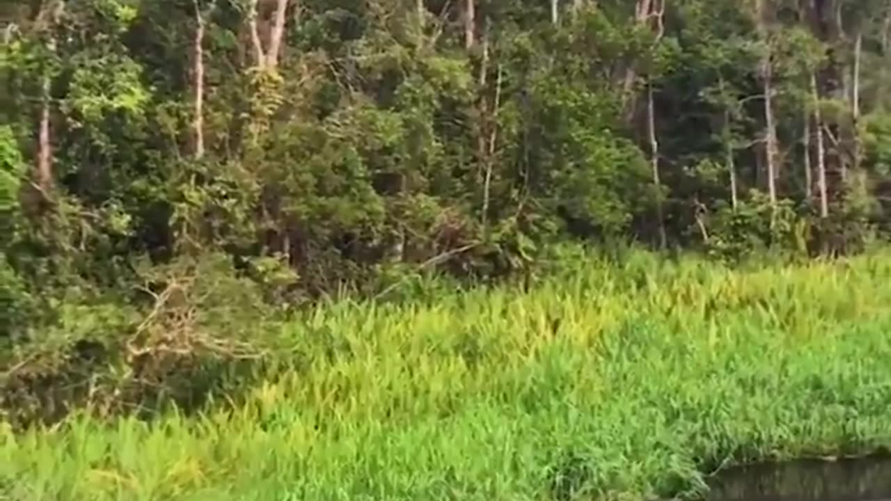 Monkeys having fun.. 😅