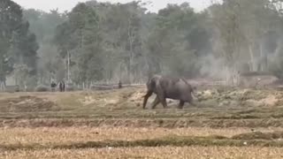 Drunk elephant rampaging in Indian village after getting access to a barrel of alcohol