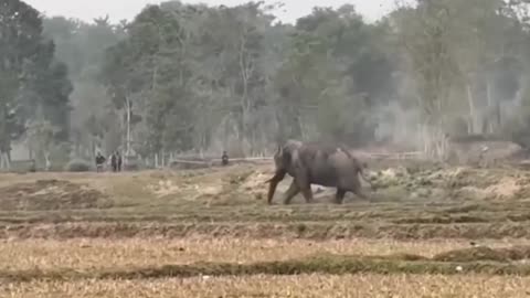 Drunk elephant rampaging in Indian village after getting access to a barrel of alcohol