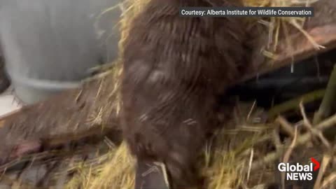 Baby beaver rejected by her family finds new home with wildlife caregivers in Alberta