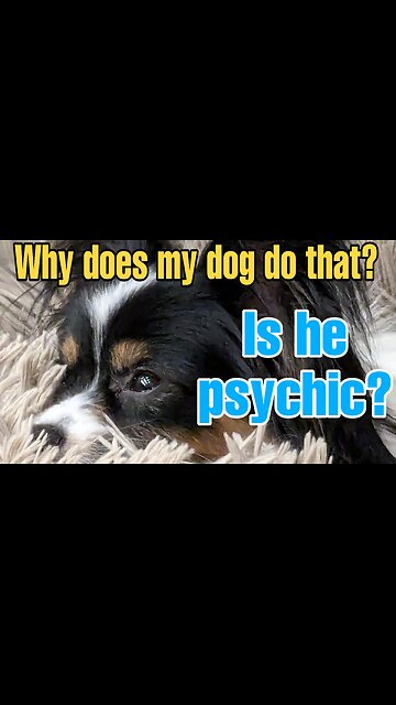 Why does my dog do that - dog tarot