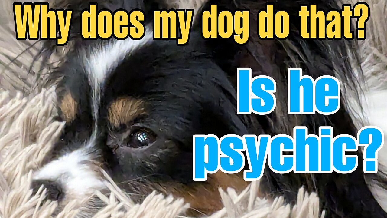 Why does my dog do that - dog tarot