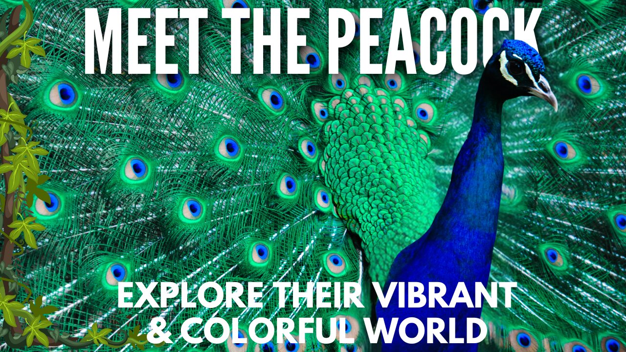 The Magnificent World of Peacocks Nature's Most Colorful Birds